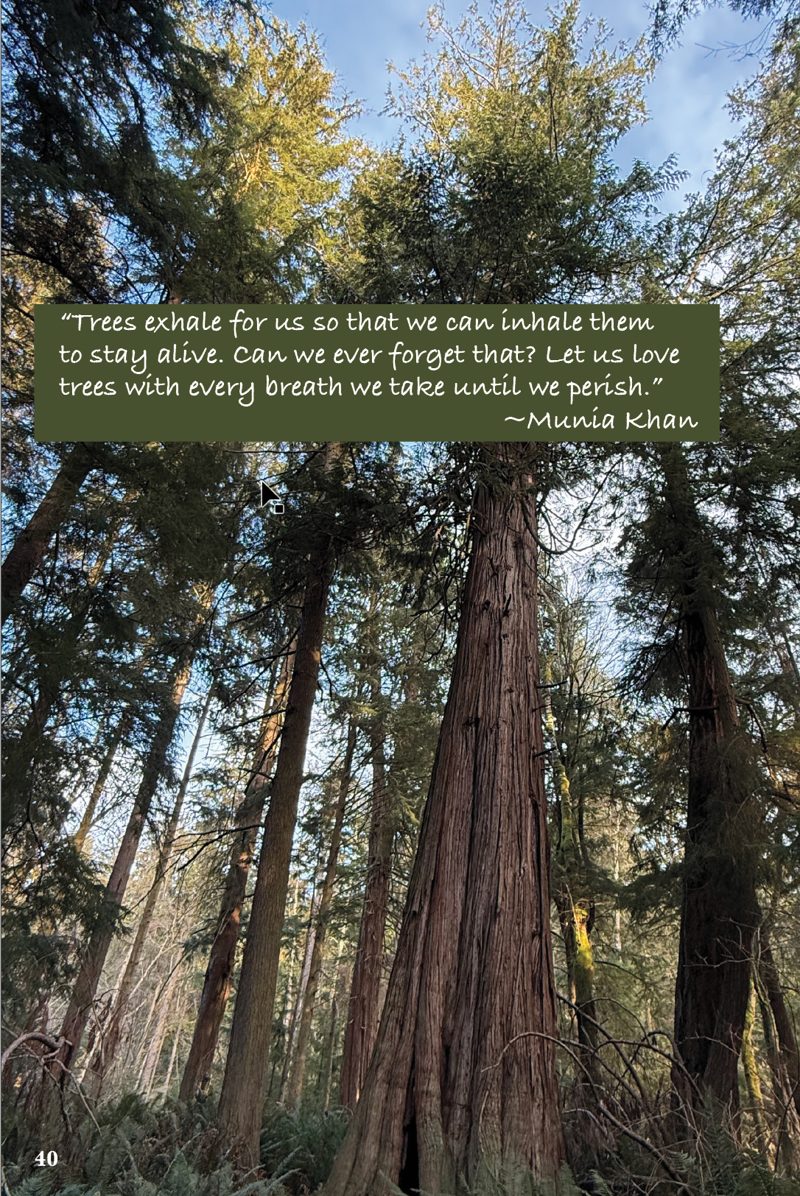 Book page: towering cedar trunks with a quote from Munia Khan about trees